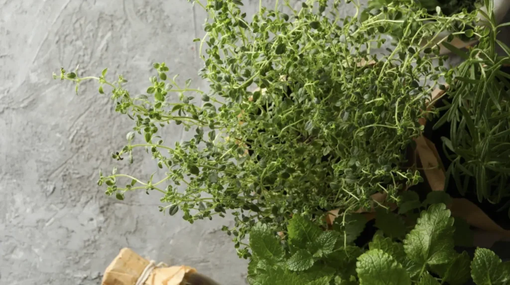 10 best herbs to grow