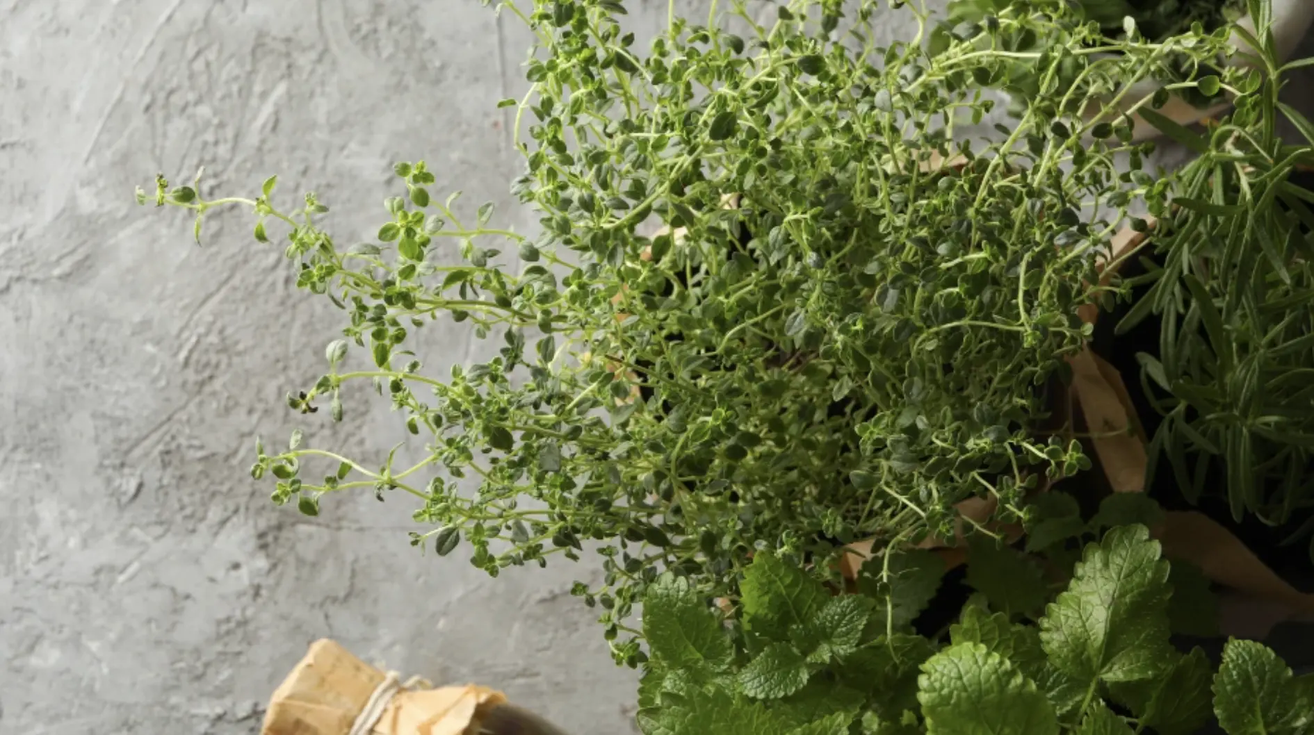 10 Best Herbs to Grow at Home - Garden Tree Nursery - Buy Trees Online