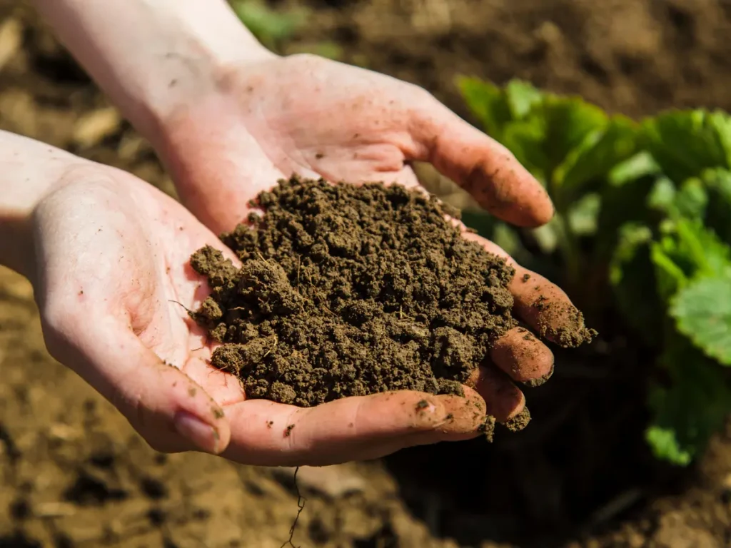 healthy soil