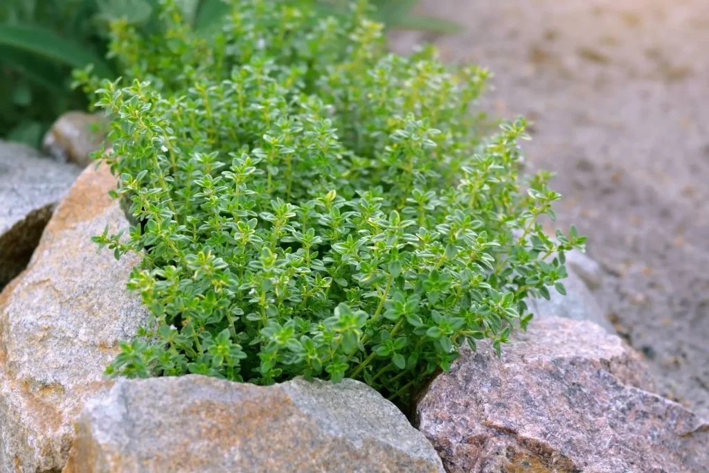 lemon Thyme plant