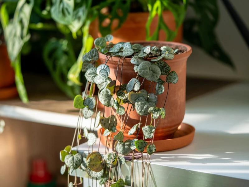 Ceropegia Woodii (String of Hearts)