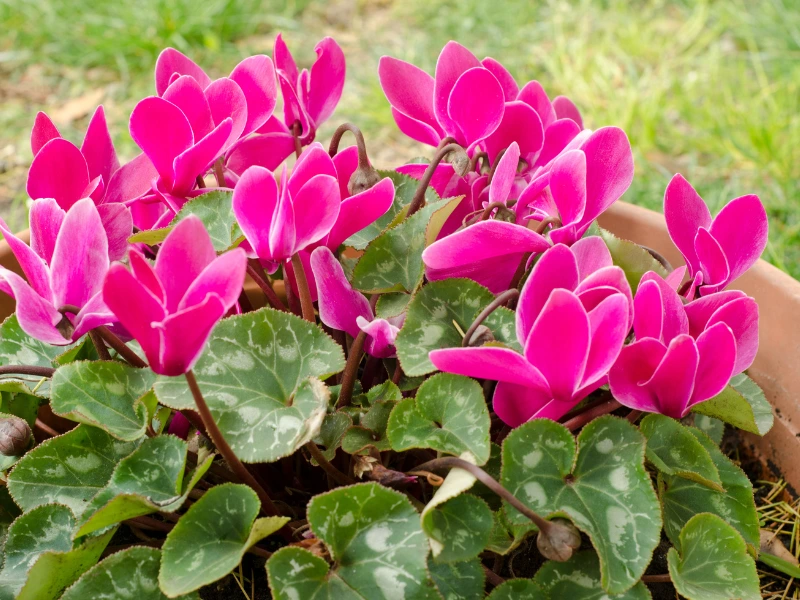 Cyclamen: The Humble Heart-Shaped Charmer, Romantic Flowers for Valentine's Day That Secretly Say ‘I Love You’