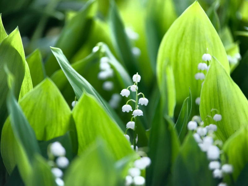 Lily of the Valley