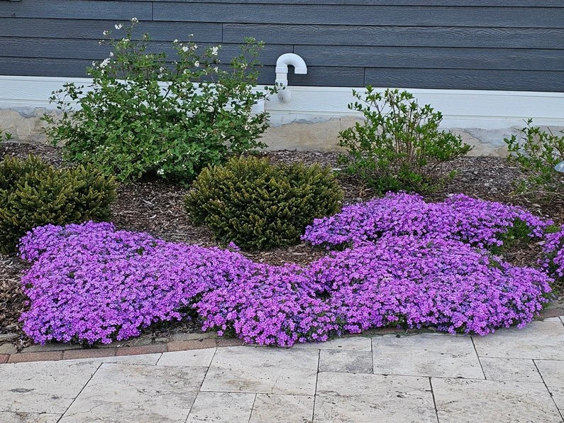 Creeping Phlox (Phlox subulata)