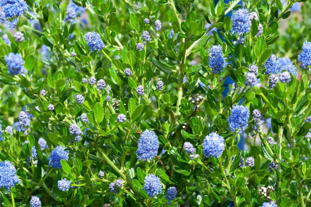 Known as the “California lilac,” Ceanothus is a beautiful evergreen shrub