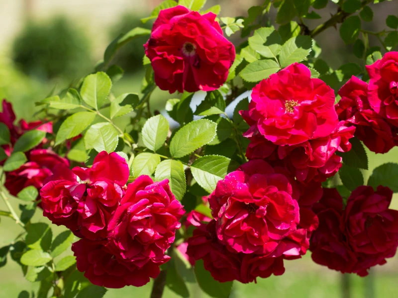 Don Juan climbing rose