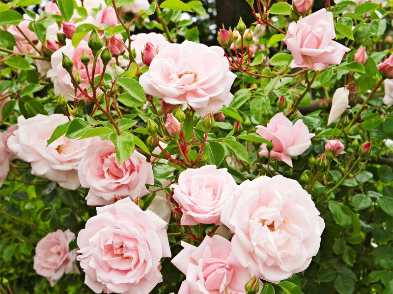 New Dawn climbing rose with pastel pink blooms.