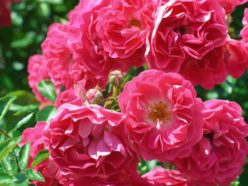 Zephirine Drouhin Climbing rose