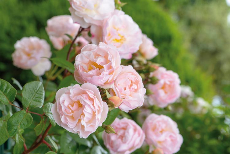 Pink lady climbing rose