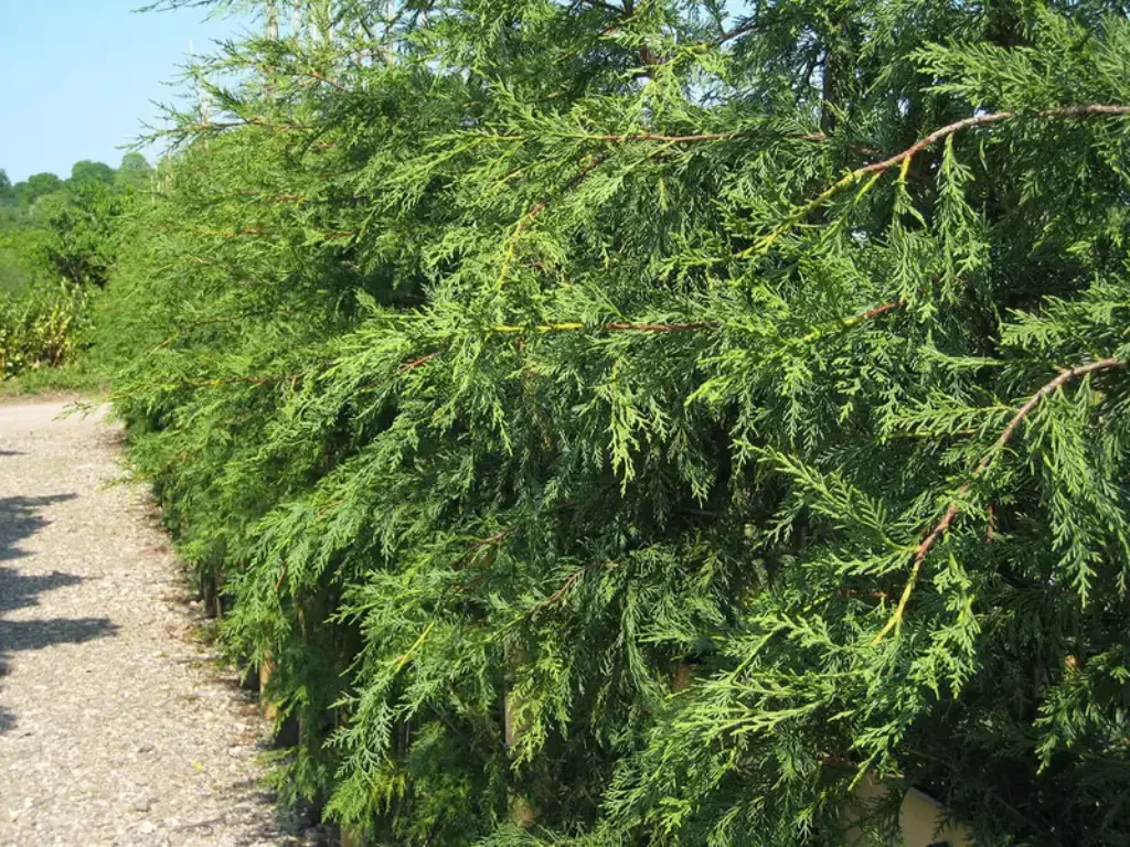 Leyland cypress plant