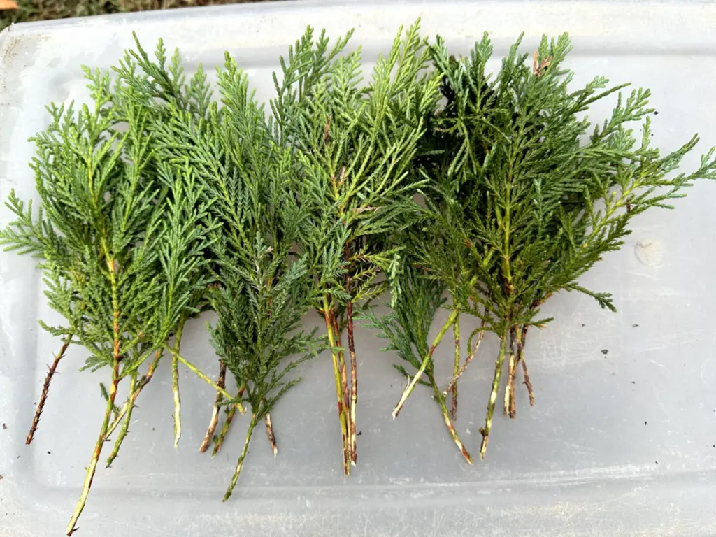 Leyland Cypress cuttings