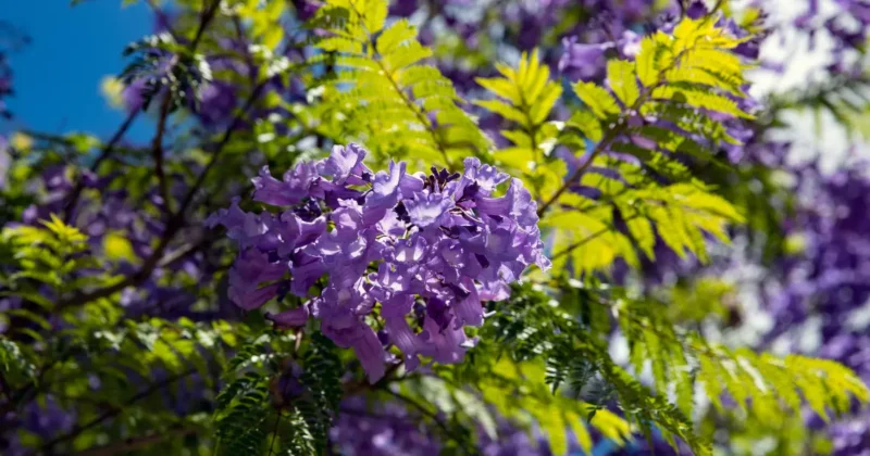 Growing-jacaranda-trees-Feature-images