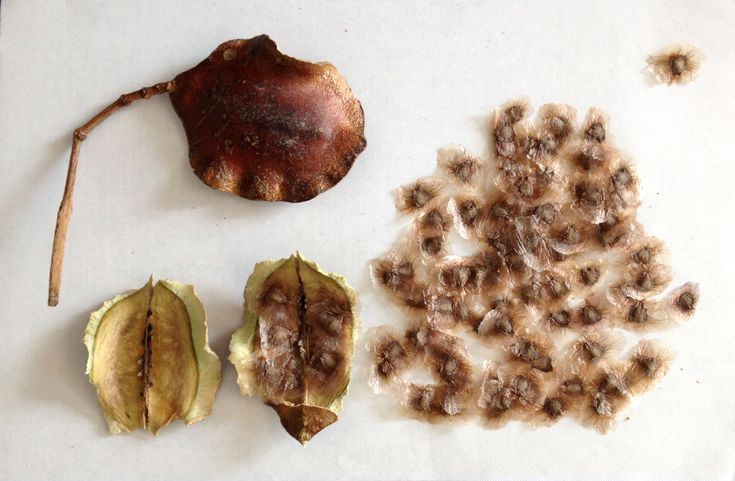 Growing jacaranda trees from seed is a rewarding process, but it requires patience.