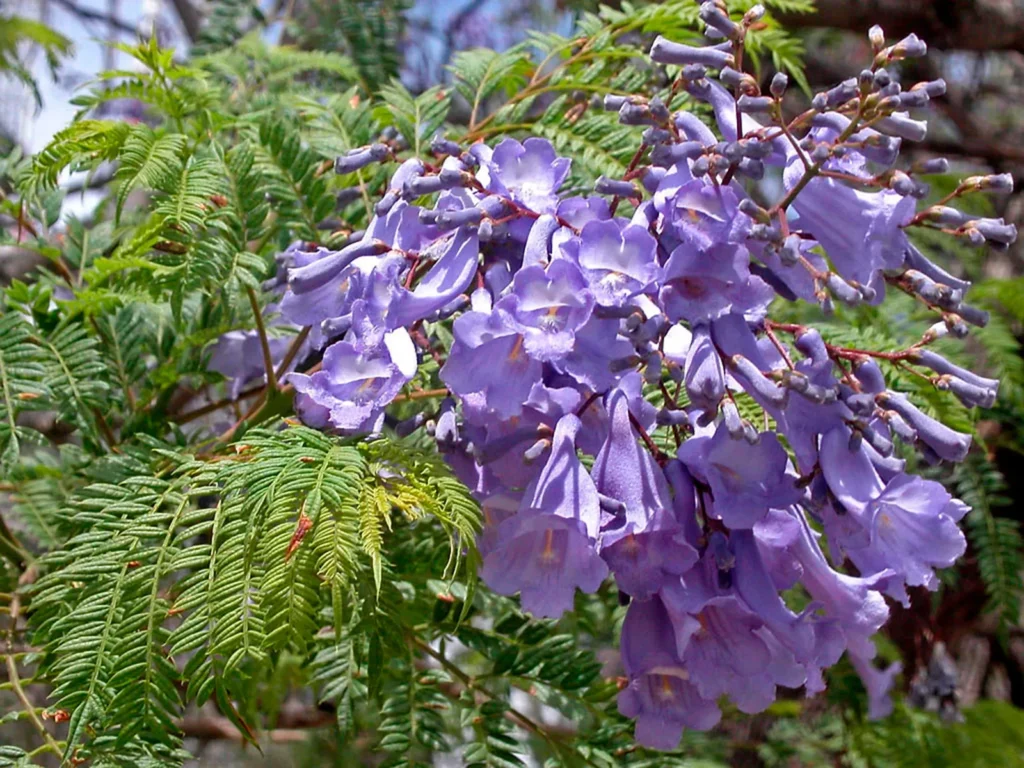 Jacaranda Trees with their vibrant purple flowers