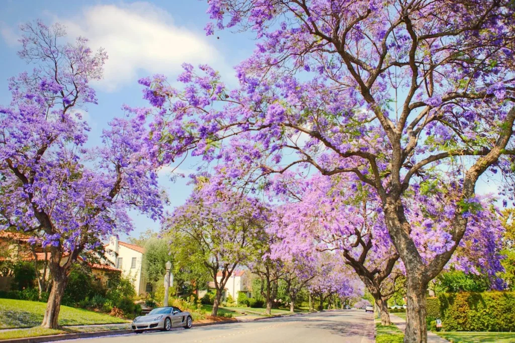 Jacaranda Trees