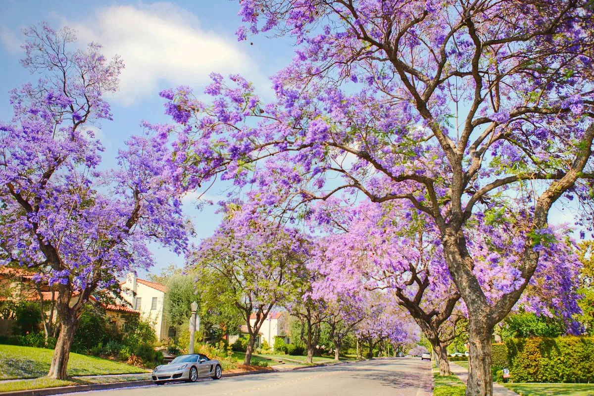Jacaranda Trees