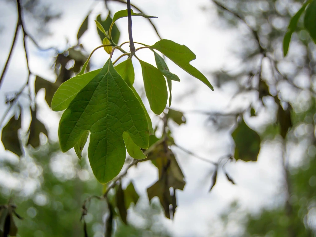 Prune your Sassafras tree to remove any dead or diseased branches.