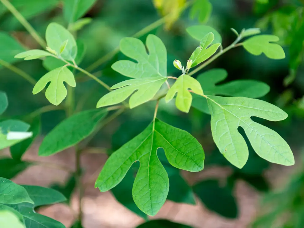 Sassafras trees love full sunlight and do well in well-drained soils