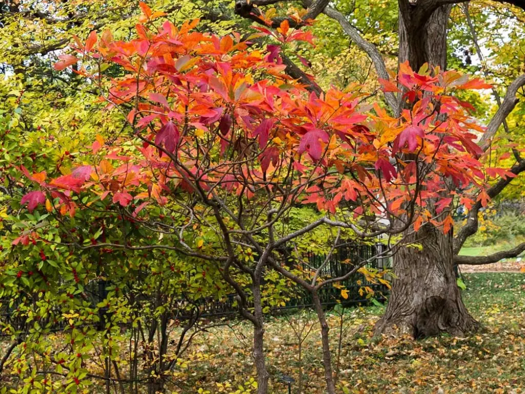 A fully grown Sassafras tree showcases its wide canopy, vibrant leaves, and overall majestic presence in the landscape.