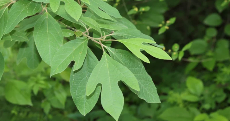 What is Sassafras? 5 Tips to Grow Healthy Sassafras Trees