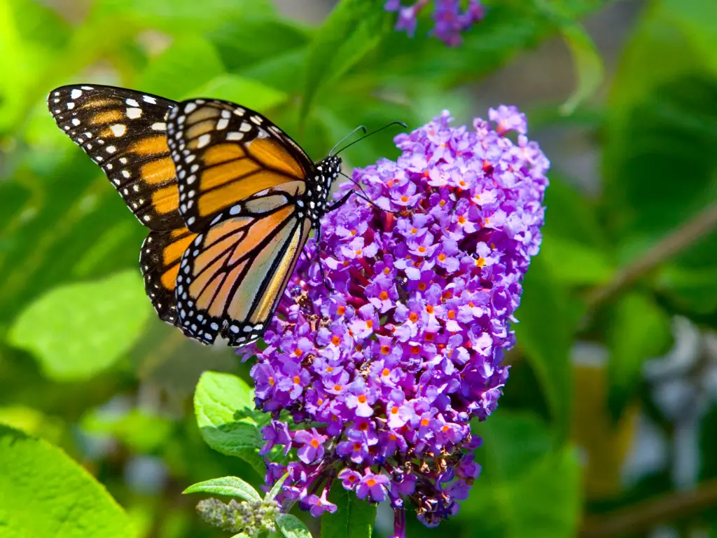 Buddleia Butterfly Bush