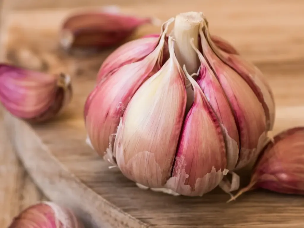 Chesnok Red garlic with purple-striped skins