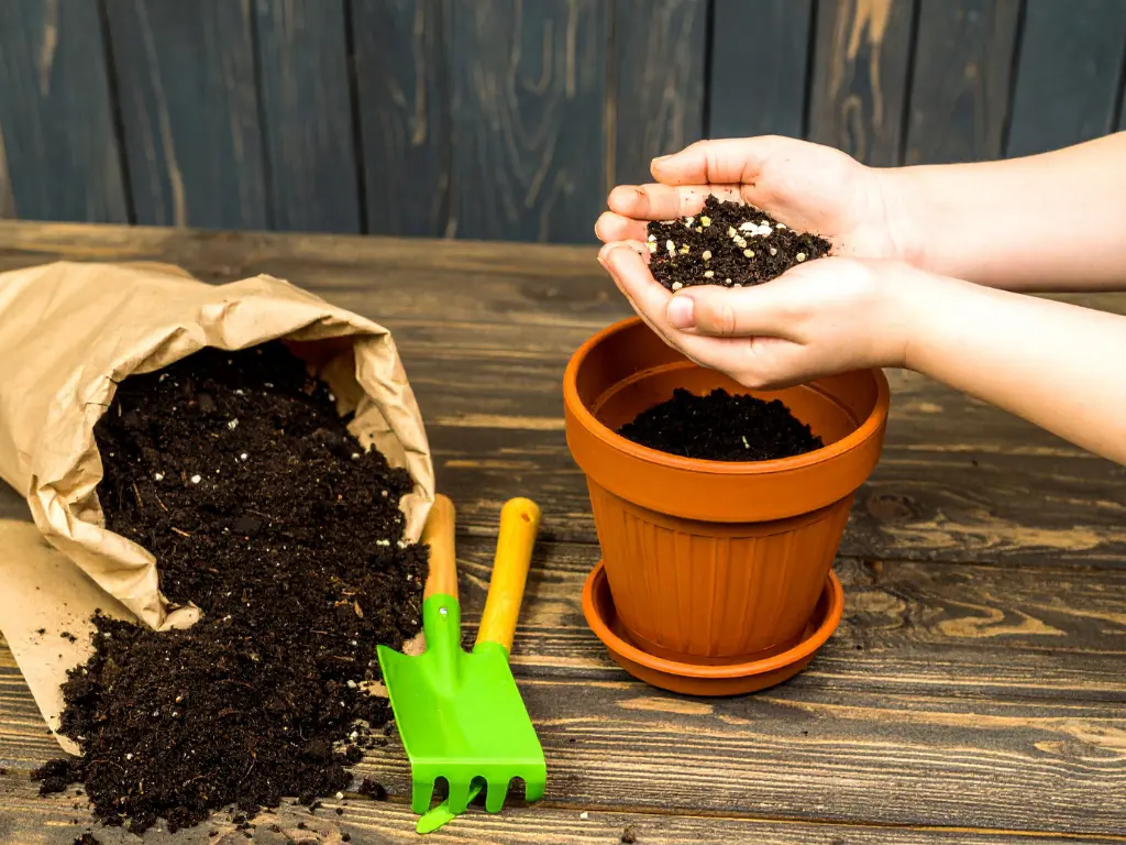 Choosing pots for planting bay laurel plants