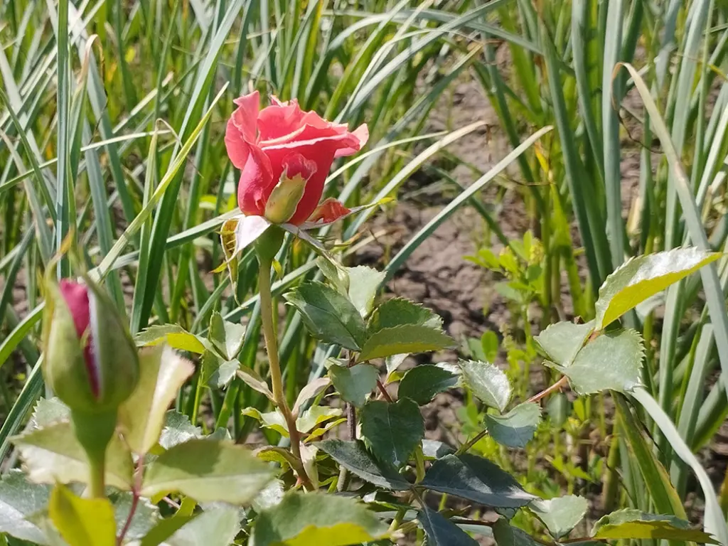Garlic and roses companion planting