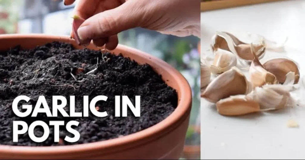 How to Grow Garlic in Pots- Fresh Flavor for Every Space