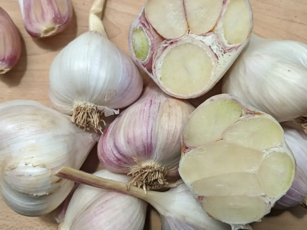 Inchelium Red garlic bulbs with pink-tinted skin and softneck stems ready for braiding