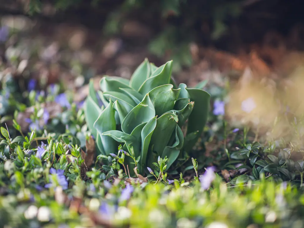 Periwinkle and hostas