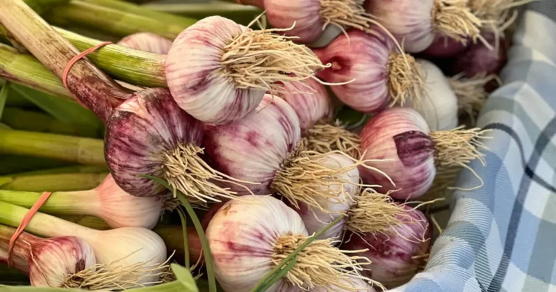 Popular Garlic Varieties to Grow This Fall