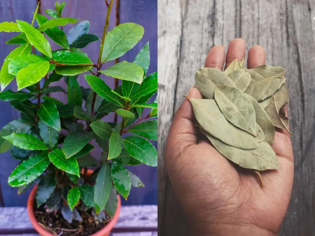 Pruning and Harvesting Bay Leaves