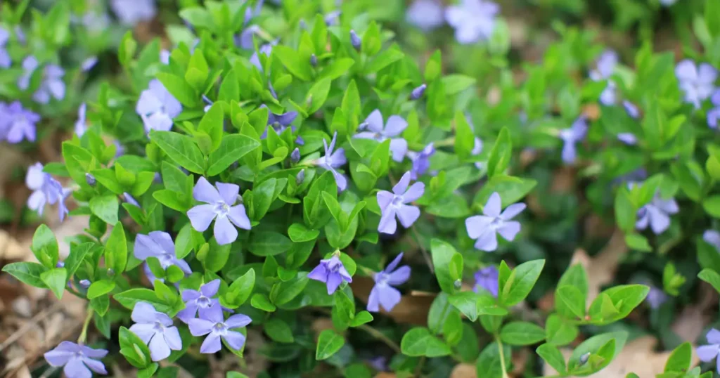 The-Best-Companion-Plants-for-Periwinkle