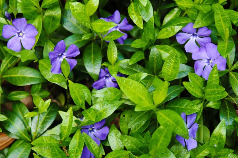 Vinca Ground Cover Live Plant
