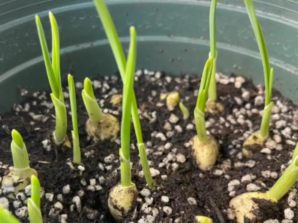 Young garlic shoots growing in terracotta pots on a sunny balcony