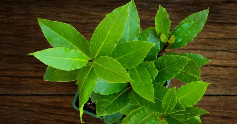 growing-bay-laurel-in-pots-1