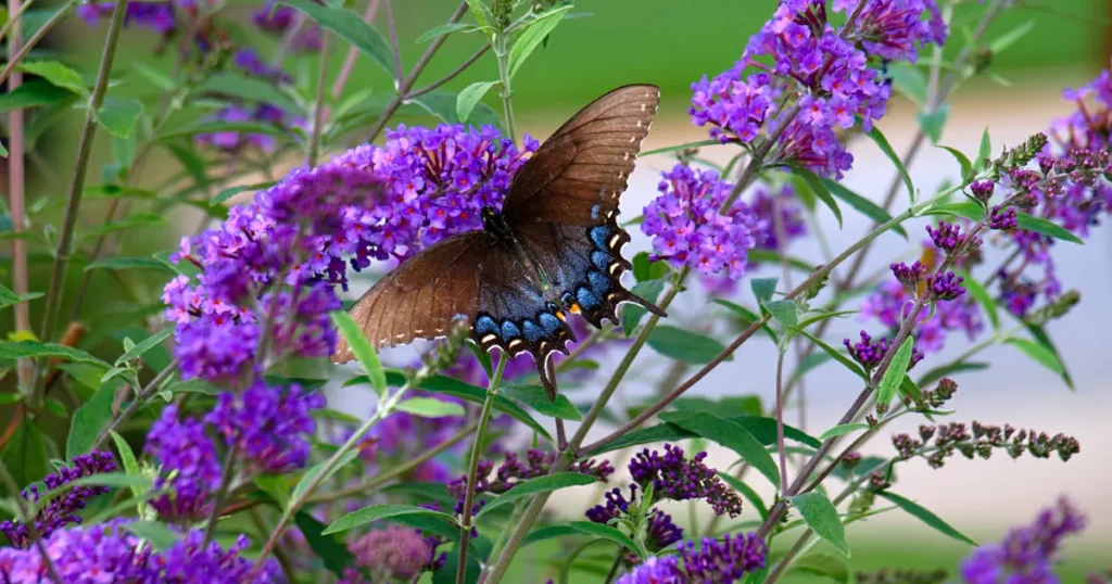 how-to-plant-Buddleia-Butterfly