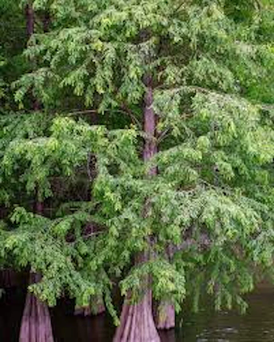 1 Bald Cypress Tree 12-24in Tall Taxodium distichum Landscape Tree Bare Root - Image 5