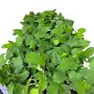 1 Black Mission Fig Tree Starter Plant - Ficus Carica Perennial Live Plant - Image 2