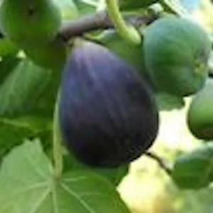 1 Black Mission Fig Tree Starter Plant - Ficus Carica Perennial Live Plant - Image 4