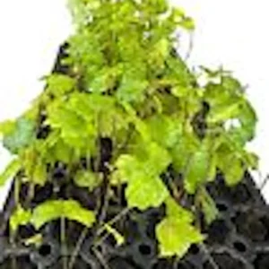 1 Carlos Muscadine Grape Plant Vitis Rotundifolia - Sweet Edible Vine Perennial Starter - Image 2