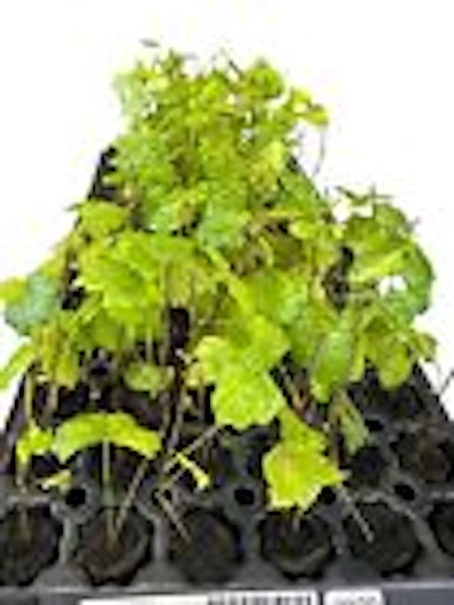 1 Carlos Muscadine Grape Plant Vitis Rotundifolia - Sweet Edible Vine Perennial Starter - Image 2