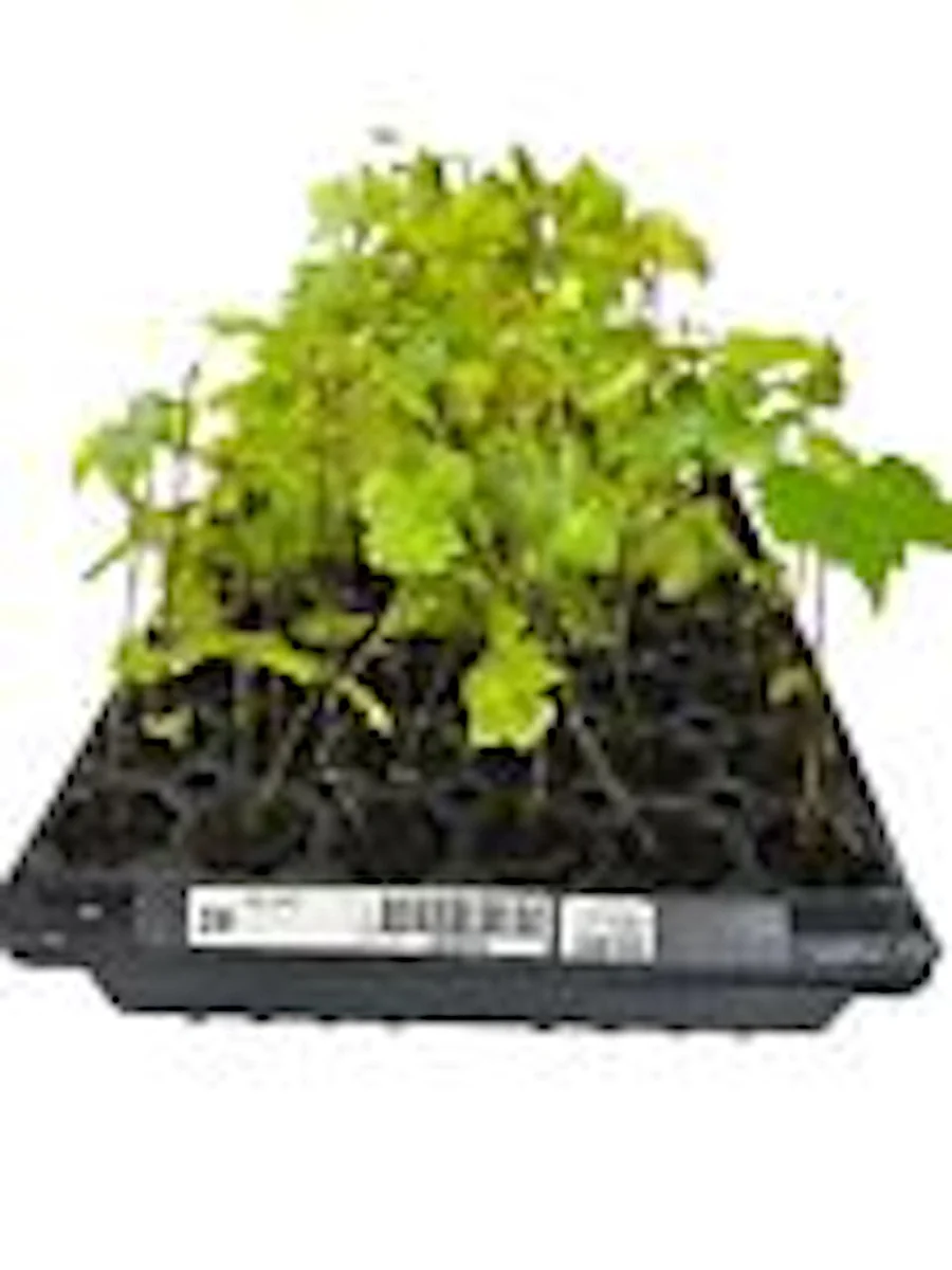 1 Carlos Muscadine Grape Plant Vitis Rotundifolia - Sweet Edible Vine Perennial Starter - Image 3