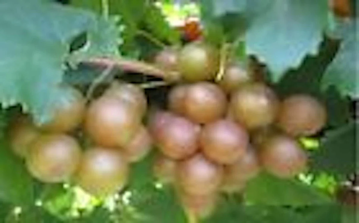 1 Carlos Muscadine Grape Plant Vitis Rotundifolia - Sweet Edible Vine Perennial Starter - Image 1