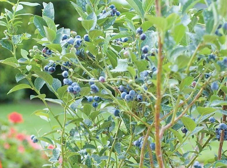 1 Chandler Blueberry Live Plant – Vaccinium corymbosum – Large Berries - Image 7