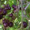 1 Delicious Muscadine Grape Vine Live Plant - Vitis Rotundifolia - Image 1