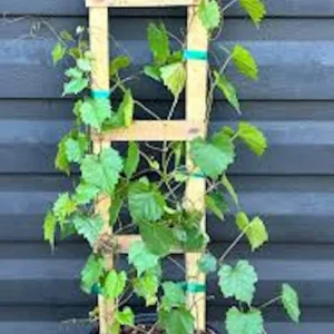 1 Delicious Muscadine Grape Vine Live Plant - Vitis Rotundifolia - Image 3