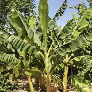 1 Goldfinger Banana Starter Plant FHIA-01 - Live Banana Plant - Image 6