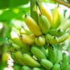 1 Grand Nain Banana Tree Starter Plant - Live Fruit Plant - Image 1